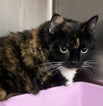 Domestic Long Hair and Domestic Short Hair Cats Available for Adoption in Cincinnati, Ohio - Carmel | PetCurious