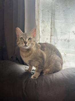 Rescue Domestic Short Hair Cats for Adoption in Manchester, Maryland - Anchovy | PetCurious