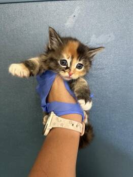 Domestic Medium Hair Cats Available for Adoption in Victorville, California - Sage | PetCurious