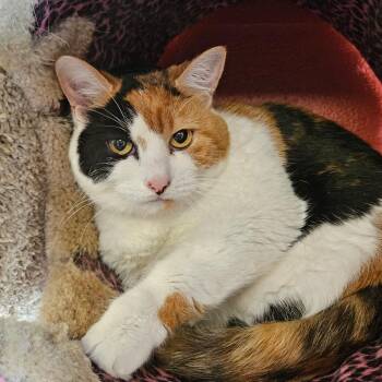 Kiwi -  Domestic Short Hair Cat Available for Adoption in Sarasota, Florida - Kiwi | PetCurious