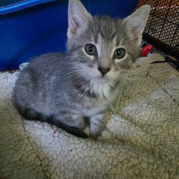 Cristal -  Domestic Short Hair Cat for Adoption in Grinnell, Iowa - Cristal | PetCurious