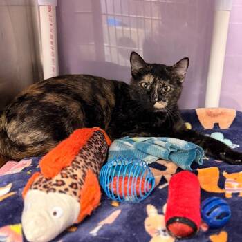 Nelly 3 -  Domestic Short Hair Cat for Adoption in Cumming, Georgia - Nelly 3 | PetCurious