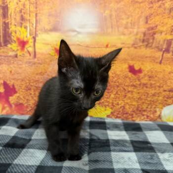 Stephen King -  Domestic Short Hair Cat for Adoption in Newberg, Oregon - Stephen King | PetCurious