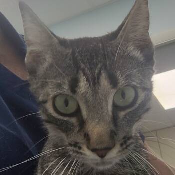 Rescue Domestic Short Hair Cats for Adoption in Fort Smith, Arkansas - Sour Patch (25-11723) | PetCurious