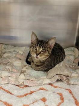 Pecan -  Domestic Short Hair Cat for Adoption in Fergus Falls, Minnesota - Pecan | PetCurious