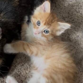 Peanut C69568 -  Domestic Short Hair Cat for Adoption in Minnetonka, Minnesota - Peanut C69568 | PetCurious