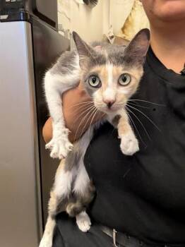 PEARL * -  Domestic Short Hair Cat for Adoption in Burbank, California - PEARL * | PetCurious