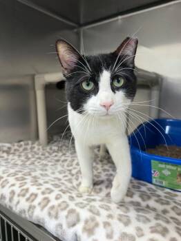 Orca -  Domestic Short Hair Cat for Adoption in Pomona, New York - Orca | PetCurious