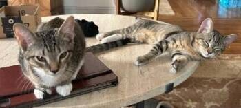 Oliver JRy -  Domestic Short Hair Cat for Adoption in Greenville, South Carolina - Oliver JRy | PetCurious