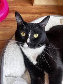 Tito -  Domestic Short Hair Cat for Adoption in San Diego, California - Tito | PetCurious