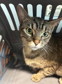 Avalon -  Domestic Short Hair Cat for Adoption in Gautier, Mississippi - Avalon | PetCurious