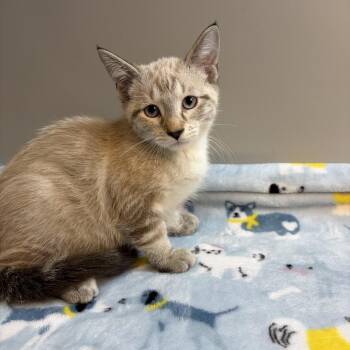 Butter -  Siamese Cat for Adoption in San Antonio, Texas - Butter | PetCurious