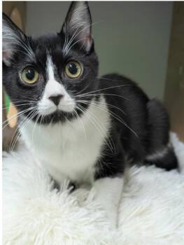 Allie -  Domestic Short Hair Cat for Adoption in Adrian, Michigan - Allie | PetCurious