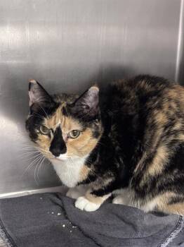 SUSHI -  Domestic Short Hair Cat for Adoption in Las Vegas, Nevada - SUSHI | PetCurious