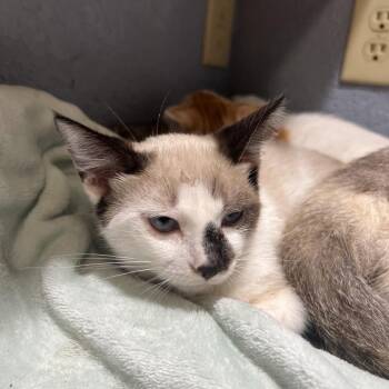 Bear -  Domestic Short Hair Cat for Adoption in Hackett, Arkansas - Bear | PetCurious