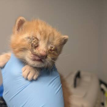 Kaboodle -  Domestic Short Hair Cat for Adoption in Watertown, New York - Kaboodle | PetCurious