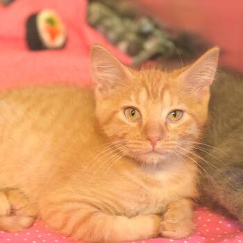 VW Beetle -  Domestic Short Hair Cat for Adoption in Belleville, Illinois - VW Beetle | PetCurious