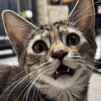 Road Trip -  Domestic Short Hair Cat for Adoption in Westminster, California - Road Trip | PetCurious