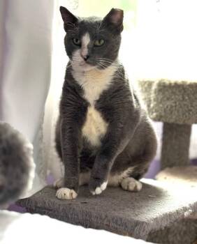Jack -  Domestic Short Hair Cat for Adoption in North Babylon, New York - Jack | PetCurious
