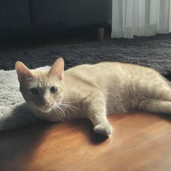 Domestic Short Hair Cats Available for Adoption - Yardstick | PetCurious