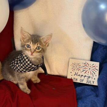 Sugar Shane -  Domestic Short Hair Cat for Adoption in Mount Vernon, Illinois - Sugar Shane | PetCurious