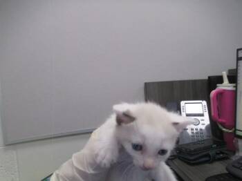 ARJUN -  Domestic Short Hair Cat for Adoption in Ocala, Florida - ARJUN | PetCurious