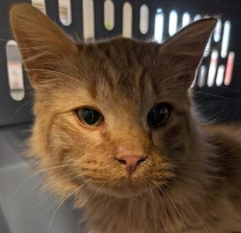 Edward -  Domestic Medium Hair Cat for Adoption in Des Moines, Iowa - Edward | PetCurious