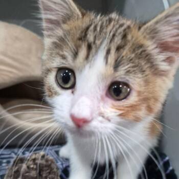 Lanie -  Domestic Short Hair Cat for Adoption in Bismarck, North Dakota - Lanie | PetCurious