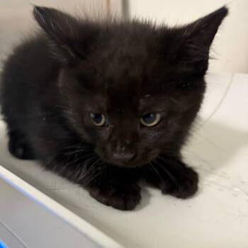 Mars -  Domestic Medium Hair Cat for Adoption in Tulsa, Oklahoma - Mars | PetCurious