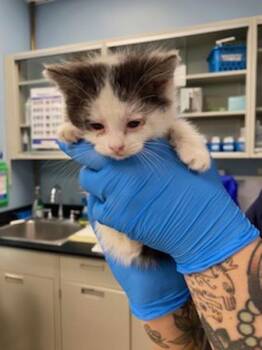 Chips Ahoy -  Domestic Short Hair Cat for Adoption in Santa Rosa, California - Chips Ahoy | PetCurious