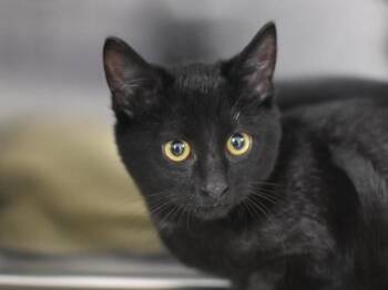 Taro -  Domestic Short Hair Cat for Adoption in Portland, Oregon - Taro | PetCurious