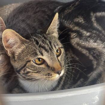 Socks -  Domestic Short Hair Cat for Adoption in Carlin, Nevada - Socks | PetCurious
