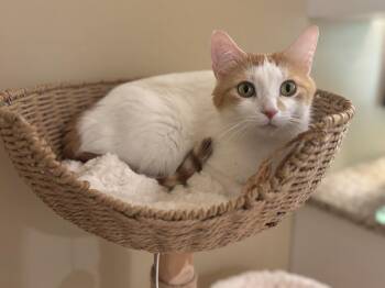 Lucy -  Domestic Short Hair Cat Available for Adoption in Ridgetown, Ontario - Lucy | PetCurious