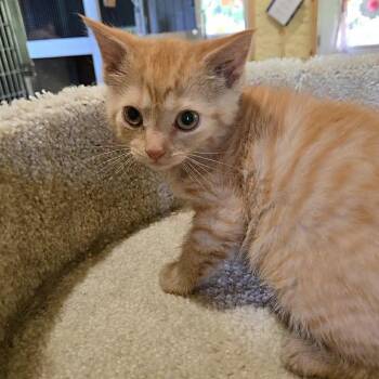Maple -  Domestic Short Hair Cat for Adoption in Park Falls, Wisconsin - Maple | PetCurious