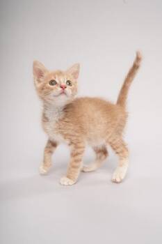 Grandiose -  Domestic Short Hair Cat for Adoption in Fort Worth, Texas - Grandiose | PetCurious