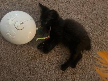 Raven -  Domestic Short Hair Cat for Adoption in Wheaton, Illinois - Raven | PetCurious