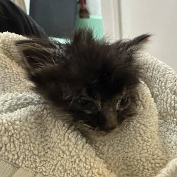 Domestic Long Hair Cats Available for Adoption - Misty | PetCurious