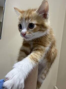 Domestic Short Hair Cats Available for Adoption in Long Beach, California - Marshy | PetCurious