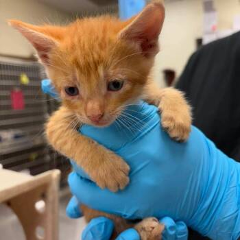 Domestic Short Hair Cats Available for Adoption in Bastrop, Texas - Marshall 26-05-121 | PetCurious