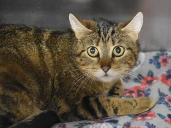 Domestic Short Hair Cats Available for Adoption in Portland, Oregon - Cuddles | PetCurious
