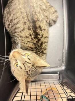 Arthur -  Domestic Short Hair Cat for Adoption in South Bend, Indiana - Arthur | PetCurious