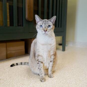 Tater -  Siamese and Domestic Short Hair Cat for Adoption in Kansas City, Kansas - Tater | PetCurious