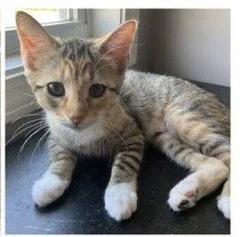 Gingy -  Domestic Short Hair Cat for Adoption in Wilmington, North Carolina - Gingy | PetCurious