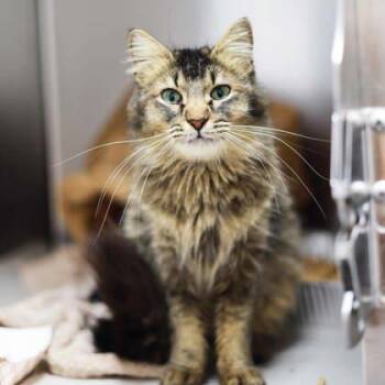 Domestic Long Hair Cats Available for Adoption in Atlanta, Georgia - Madison | PetCurious