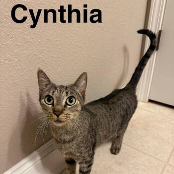 Cynthia -  Domestic Short Hair Cat for Adoption in Oak Ridge, Tennessee - Cynthia | PetCurious