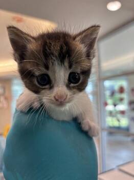 FINN -  Domestic Short Hair Cat for Adoption in Pearland, Texas - FINN | PetCurious