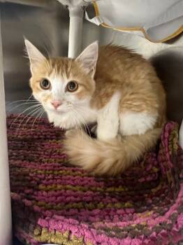 Rescue Bengal Cats for Adoption in Chickamauga, Georgia - Chia-Adoptable Awaiting S/N | PetCurious