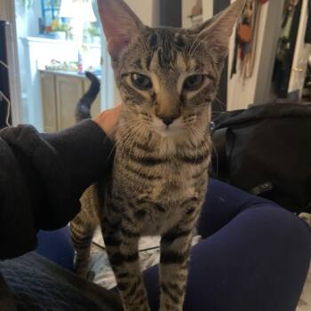 Ginny -  Domestic Medium Hair Cat for Adoption in Pflugerville, Texas - Ginny | PetCurious