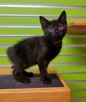 FINN -  Domestic Short Hair Cat for Adoption in St. Peters, Missouri - FINN | PetCurious