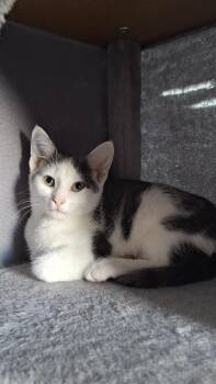 Velma -  Domestic Short Hair Cat for Adoption in Butler, Pennsylvania - Velma | PetCurious